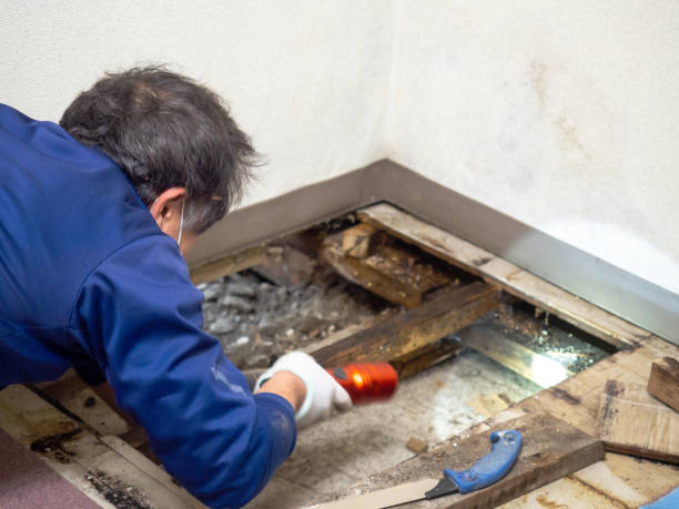 Best Industrial Mold Remediation in Lake Mathews, CA
