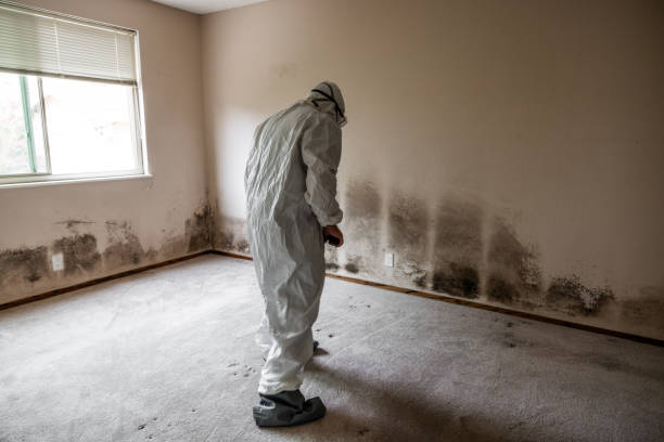 Best Emergency Mold Remediation in Lake Mathews, CA